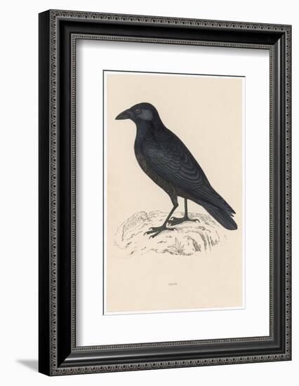 Carrion Crow-Reverend Francis O. Morris-Framed Photographic Print