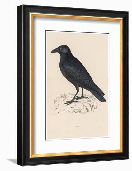 Carrion Crow-Reverend Francis O. Morris-Framed Photographic Print