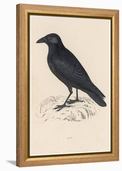 Carrion Crow-Reverend Francis O. Morris-Framed Premier Image Canvas