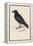 Carrion Crow-Reverend Francis O. Morris-Framed Premier Image Canvas