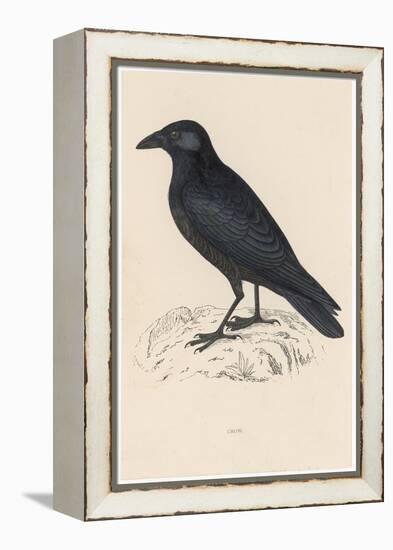 Carrion Crow-Reverend Francis O. Morris-Framed Premier Image Canvas