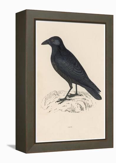 Carrion Crow-Reverend Francis O. Morris-Framed Premier Image Canvas