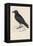 Carrion Crow-Reverend Francis O. Morris-Framed Premier Image Canvas