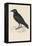 Carrion Crow-Reverend Francis O. Morris-Framed Premier Image Canvas