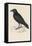 Carrion Crow-Reverend Francis O. Morris-Framed Premier Image Canvas