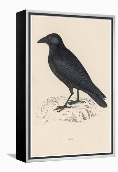 Carrion Crow-Reverend Francis O. Morris-Framed Premier Image Canvas