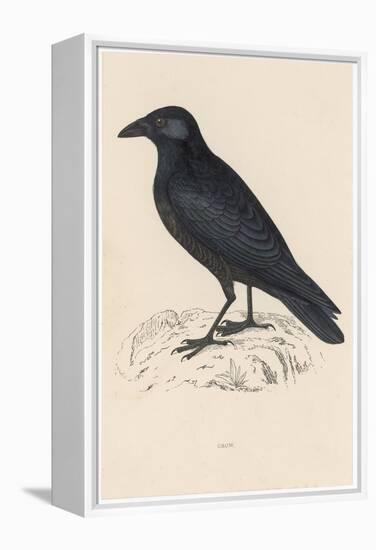 Carrion Crow-Reverend Francis O. Morris-Framed Premier Image Canvas