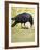 Carrion Crow-null-Framed Premium Giclee Print