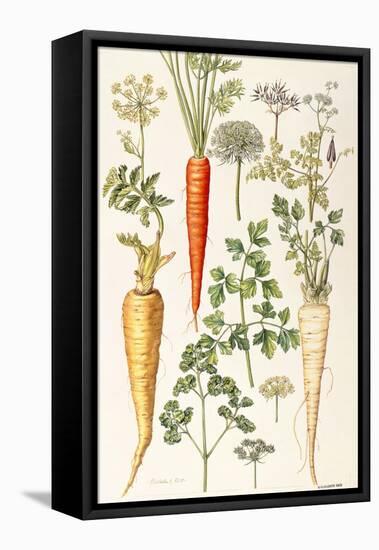 Carrot, Parsnip and Parsley-Elizabeth Rice-Framed Premier Image Canvas