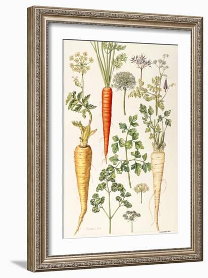 Carrot, Parsnip and Parsley-Elizabeth Rice-Framed Giclee Print