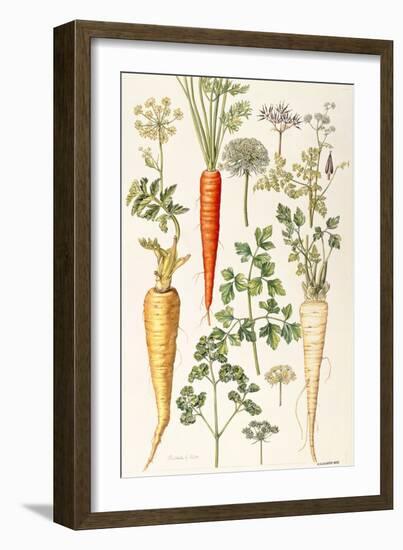 Carrot, Parsnip and Parsley-Elizabeth Rice-Framed Giclee Print