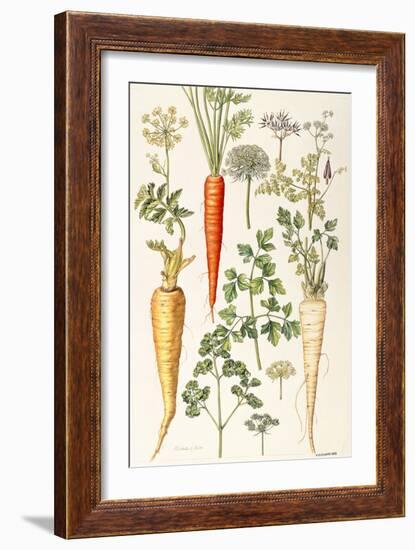 Carrot, Parsnip and Parsley-Elizabeth Rice-Framed Giclee Print