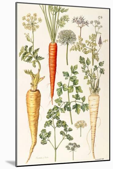 Carrot, Parsnip and Parsley-Elizabeth Rice-Mounted Giclee Print
