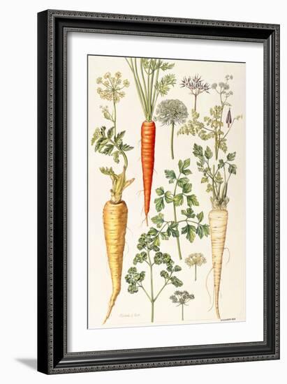 Carrot, Parsnip and Parsley-Elizabeth Rice-Framed Giclee Print