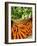 Carrots and Greens, Ferry Building Farmer's Market, San Francisco, California, USA-Inger Hogstrom-Framed Photographic Print