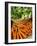 Carrots and Greens, Ferry Building Farmer's Market, San Francisco, California, USA-Inger Hogstrom-Framed Photographic Print