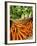 Carrots and Greens, Ferry Building Farmer's Market, San Francisco, California, USA-Inger Hogstrom-Framed Photographic Print