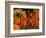 Carrots, Metkovic, Dalmatia, Croatia-Russell Young-Framed Photographic Print