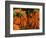 Carrots, Metkovic, Dalmatia, Croatia-Russell Young-Framed Photographic Print