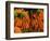 Carrots, Metkovic, Dalmatia, Croatia-Russell Young-Framed Photographic Print