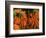 Carrots, Metkovic, Dalmatia, Croatia-Russell Young-Framed Photographic Print