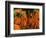 Carrots, Metkovic, Dalmatia, Croatia-Russell Young-Framed Photographic Print