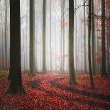 Autumnal Tracks-Carsten Meyerdierks-Framed Premier Image Canvas
