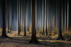 Trace & Trees-Carsten Meyerdierks-Photographic Print