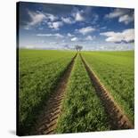 Autumnal Tracks-Carsten Meyerdierks-Premier Image Canvas