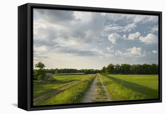 Cart Path on an Embankment with the Marchauen, Austria-Rainer Mirau-Framed Premier Image Canvas