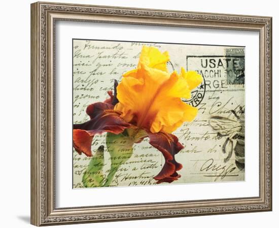 Carte Postale Iris-Amy Melious-Framed Art Print