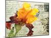 Carte Postale Iris-Amy Melious-Mounted Art Print