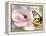 Carte Postale Magnolia II-Amy Melious-Framed Stretched Canvas