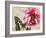 Carte Postale Peony-Amy Melious-Framed Art Print