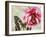 Carte Postale Peony-Amy Melious-Framed Art Print