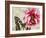 Carte Postale Peony-Amy Melious-Framed Art Print