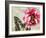 Carte Postale Peony-Amy Melious-Framed Art Print