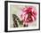 Carte Postale Peony-Amy Melious-Framed Art Print