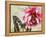 Carte Postale Peony-Amy Melious-Framed Stretched Canvas