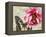 Carte Postale Peony-Amy Melious-Framed Stretched Canvas