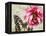 Carte Postale Peony-Amy Melious-Framed Stretched Canvas