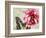 Carte Postale Peony-Amy Melious-Framed Premium Giclee Print