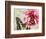 Carte Postale Peony-Amy Melious-Framed Premium Giclee Print