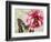 Carte Postale Peony-Amy Melious-Framed Premium Giclee Print