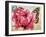 Carte Postale Poppy-Amy Melious-Framed Art Print