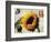 Carte Postale Sunflower-Amy Melious-Framed Art Print