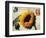 Carte Postale Sunflower-Amy Melious-Framed Art Print