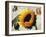 Carte Postale Sunflower-Amy Melious-Framed Art Print