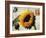 Carte Postale Sunflower-Amy Melious-Framed Art Print