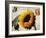 Carte Postale Sunflower-Amy Melious-Framed Art Print